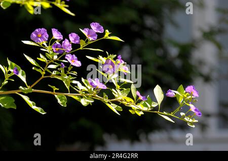 Ombra notturna, fioritura nel cespuglio di patate blu (Solanum rantonnetii) Foto Stock