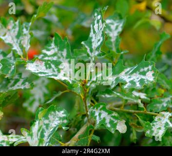 Muffa polverosa su foglie di quercia Foto Stock