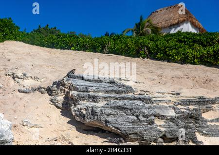 Iguana su una roccia calda su una spiaggia di sabbia fine bianca e dorata nei caraibi. Spiaggia tropicale caraibica sotto un sole radioso e caldo. Spiaggia tropicale. Foto Stock