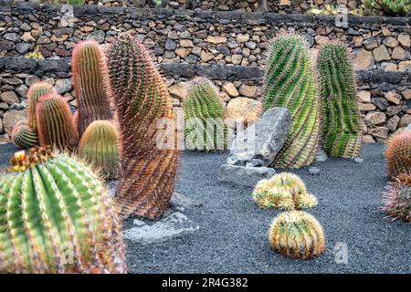 Una collezione di varie piante di cactus a forma di spirale che crescono nel suolo vulcanico di Lanzarote Foto Stock