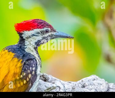 Head Shot di un picchio nero frugato fiamma indietro Foto Stock