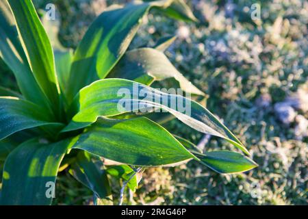 Frost pianta di Dromia maritima o squill. Girato dal pavimento una fredda mattina d'inverno, Badajoz, Spagna Foto Stock