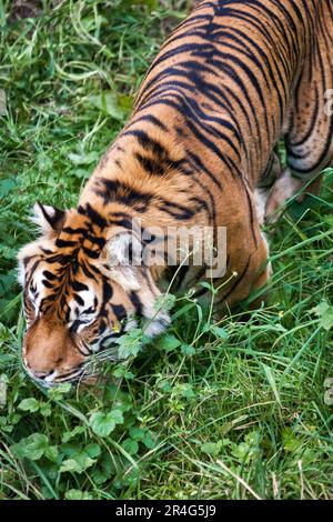 La tigre di Sumatra (Panthera tigris sumatrae) Foto Stock