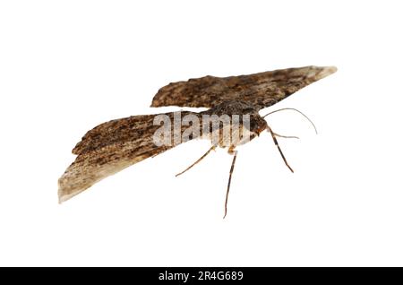 Singolo Alcis repandata moth che vola su sfondo bianco Foto Stock