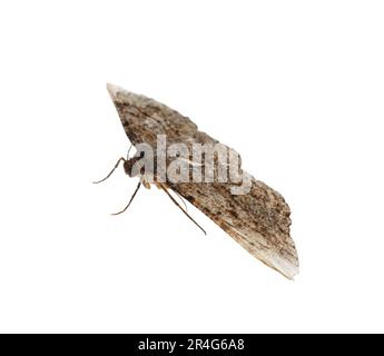 Singolo Alcis repandata falena isolata su bianco Foto Stock