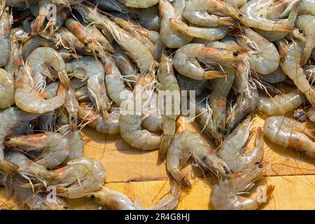 Gamberi freschi al mercato del pesce Foto Stock