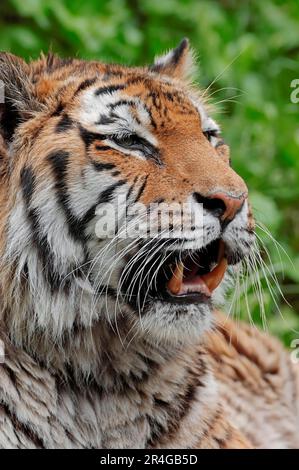 Tigre siberiana (Panthera tigris altaica), tigre amur Foto Stock