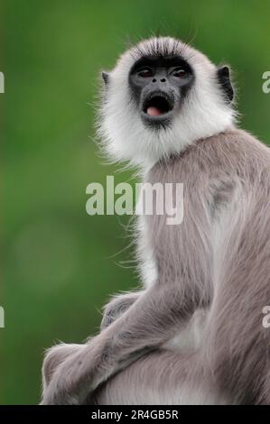 Langur grigio Tufted (Semnopithecus priam) (Semnopithecus entellus priam) (Presbytis entellus priam), Langur grigio Tufted, Langur sacro Coromandel Foto Stock