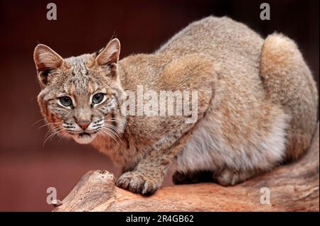 Bobkatze (Lynx rufus) (Felis rufa) Foto Stock