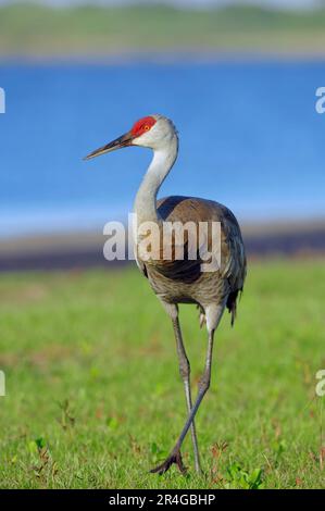 Florida Sandhill Crane, Myakka River state Park, Florida (Grus canadensis pratensis), USA Foto Stock