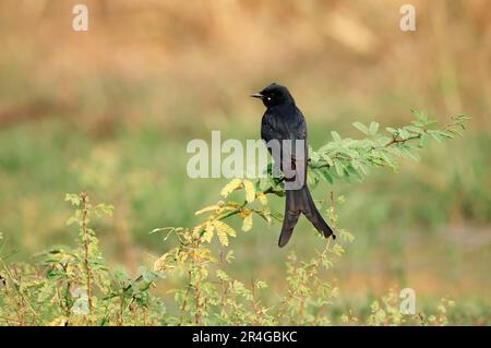 Black Drongo, parco nazionale di Keoladeo Ghana, Rajasthan, India (Dicrurus macrocerus) Foto Stock