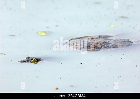 Tartaruga di fieno indiana, parco nazionale di Keoladeo Ghana, Rajasthan, India (Lissemys punctata), tartaruga di fango indiana Foto Stock