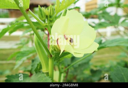 Primo piano del fiore giallo chiaro di Okra fiorente con i frutti verdi che sviluppano nello sfondo Foto Stock