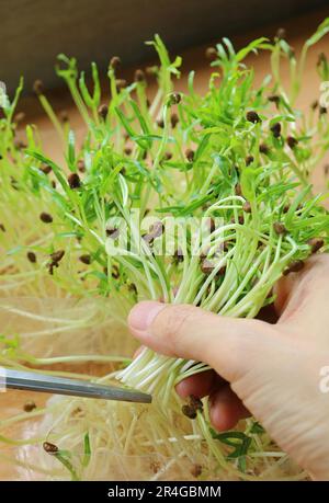 Raccolta di acqua Spinach Hydroponic Microgreens taglio con forbici Foto Stock