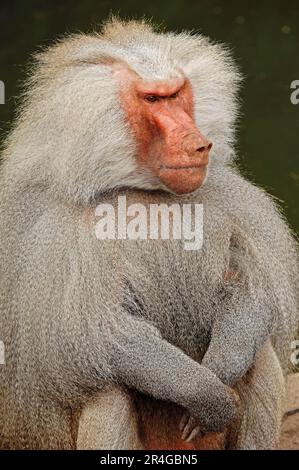 Baboon di Hamadryas (Papio hamadryas), maschio Foto Stock