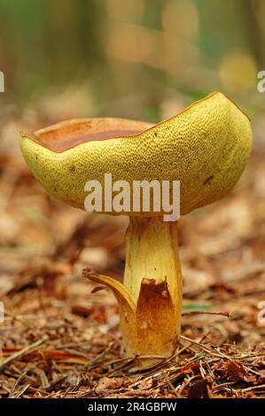 Re Bolete, Paesi Bassi (Boletus pinophilus), Pinewood Penny Bun Foto Stock