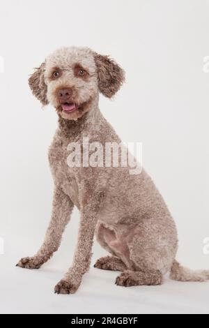 Lagotto Romagnolo, maschio, cane al tartufo Foto Stock