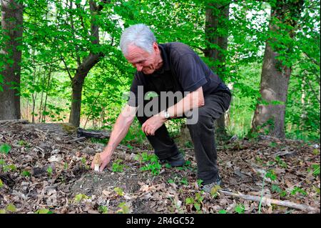 Uomo che raccoglie Morel comune (Morchella esculenta) Fungus, Alsazia, Francia Foto Stock