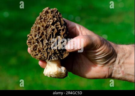 Morel comune (Morchella esculenta) Fungus, Alsazia, Francia Foto Stock