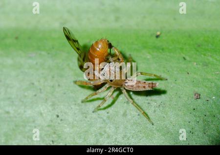 Jumping Spider giovanile, Bavia sexpuntata, con Fruit Fly, Famiglia Tephritidae, preda, Klungkung, Bali, Indonesia Foto Stock