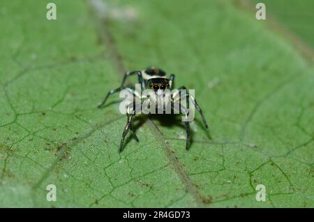 Jumping Spider, Cosmophasis sp, on leaf, Klungkung, Bali, Indonesia Foto Stock