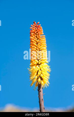 Torch Lily, Simien Mountains National Park, Amhara Region (Kniphofia foliosa), Etiopia Foto Stock