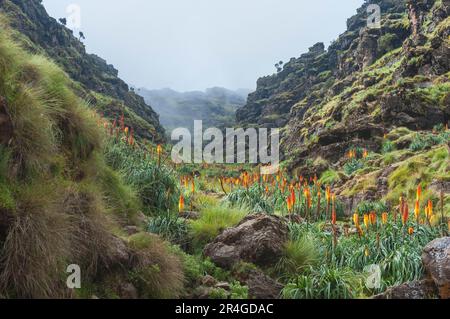 Torch Lily, Simien Mountains National Park, Amhara Region (Kniphofia foliosa), Etiopia Foto Stock