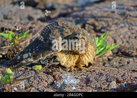 Gufo dalle orecchie corte (Asio flammeus galapagoensis), Isola di Genovesa, Isole Galapagos, Ecuador Foto Stock