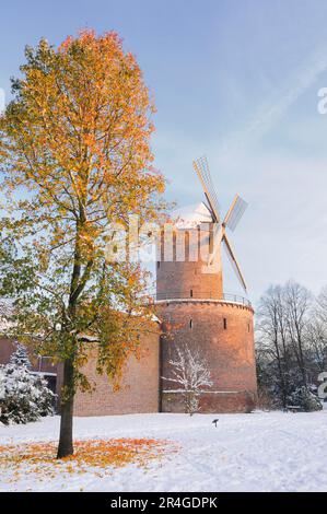 Mulino a vento della città di Kempen, Kempen, NRW, Germania (Liquidambar styraciflua) Foto Stock