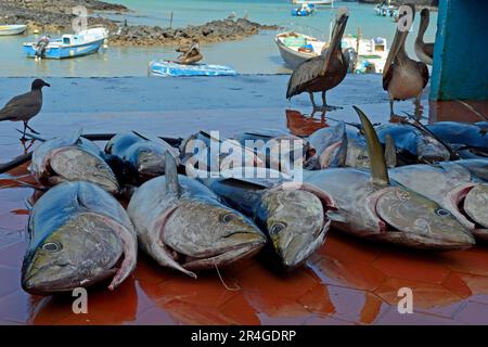 Tonno albacora pescato di recente (Thunnus albacares) a riva, porto di pesca, Puerto Ayora, isola di Santa Cruz, isole Galapagos, Ecuador, tonno albacora Foto Stock