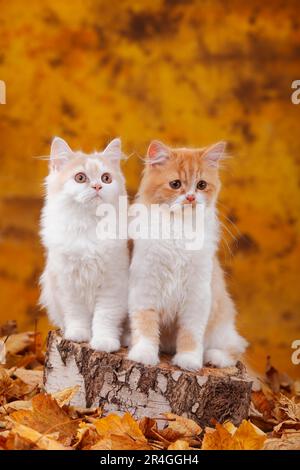 Gatti longhair britannici, fratelli, 6 mesi, rosso-tabby-mackarel-bianco e crema-bianco, Highlander, Lowlander, Britannica, BLH Foto Stock
