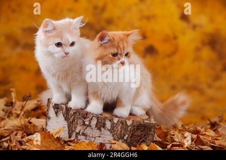 Gatti longhair britannici, fratelli, 6 mesi, rosso-tabby-mackarel-bianco e crema-bianco, Highlander, Lowlander, Britannica, BLH Foto Stock