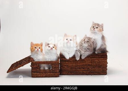 Longhair Cats, Kittens, 10 settimane, Highlander, Lowlander, Britannica, BLH, Crate Foto Stock