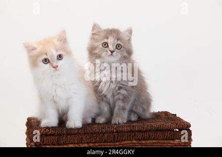 British Longhair Cats, Kitten, 10 settimane, Highlander, Lowlander, Britannica Foto Stock