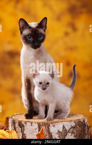 Gatto siamese (vecchio tipo), punto di sigillo, con gattini, punto blu, gatto tailandese, Siamesin Foto Stock