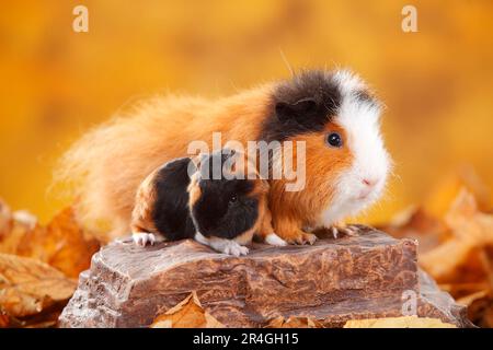 CH Teddy porcellino d'India, femmina con gattino, tortie-bianco, Swiss Teddy porcellino d'India Foto Stock