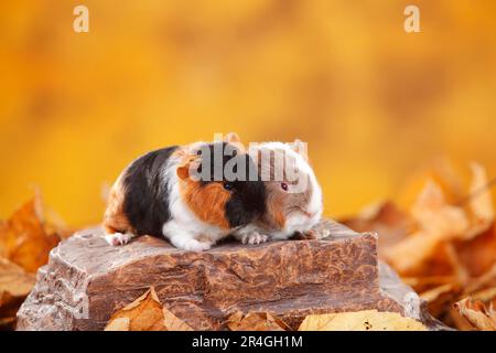 CH Teddy Guinea Pig, ragazzo, tortie-bianco e ardesia-blu-oro-bianco, Swiss Teddy Guinea Pig Foto Stock