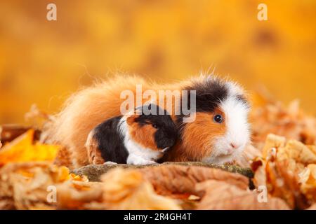 CH Teddy porcellino d'India, femmina con gattino, tortie-bianco, Swiss Teddy porcellino d'India Foto Stock