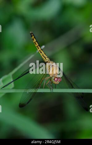 Dragonfly femminile, Neurothemis sp, su foglia, Saba, Bali, Indonesia Foto Stock