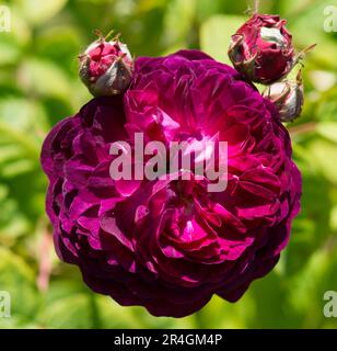 rose charles de mills. in rosso brillante, primo piano della testa di fiore Foto Stock