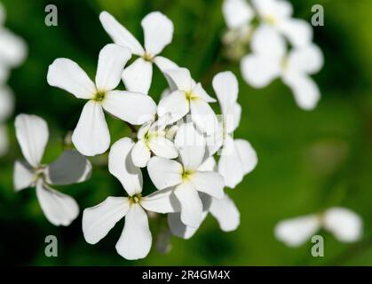 Hesperis matronalis bianco o razzo dames Foto Stock