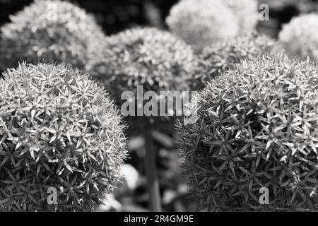 Allio gigante in un giardino di campagna Foto Stock