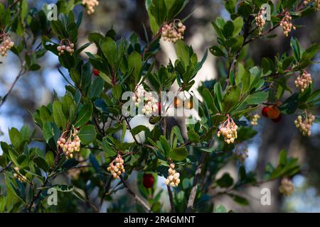Particolare dei rami di un arbutus con i suoi frutti. Foto Stock