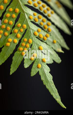 Foglia di una giovane felce con palle di spore gialle sul suo lato inferiore. Messa a fuoco selettiva. Parti sfocate. Foto Stock