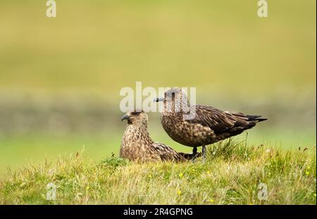 Primo piano di due grandi skuas nella brughiera, l'isola di Noss, Scozia. Foto Stock