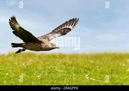 Primo piano di un grande skua (Stercorarius skua) in volo, Isole Shetland, Regno Unito. Foto Stock