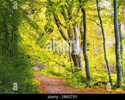 Clandeboye Wood, Bangor, County Down, Irlanda del Nord. Foto Stock