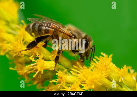 Ape di miele occidentale, Apis mellifera su Solidago fiore, questo insetto è un impollinatore importante Foto Stock