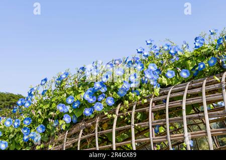 Petali blu di fiori di gloria mattutini messicani o Ipomoea tricolore. sulla recinzione Foto Stock