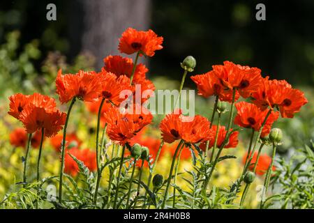 Senftenberg, Germania. 28th maggio, 2023. Una forma coltivata di papavero di mais cresce in un letto di fiori. Credit: Frank Hammerschmidt/dpa - ATTENZIONE: Solo per uso editoriale in connessione con l'attuale reporting/dpa/Alamy Live News Foto Stock